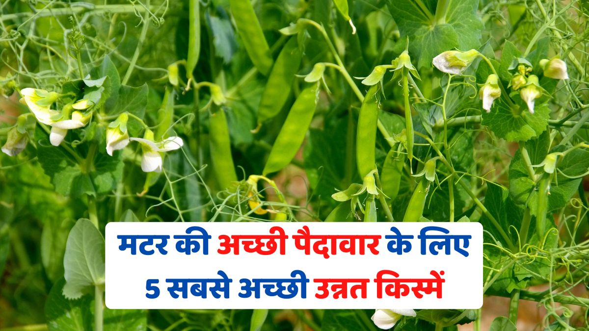 5 best improved varieties of peas for good yield