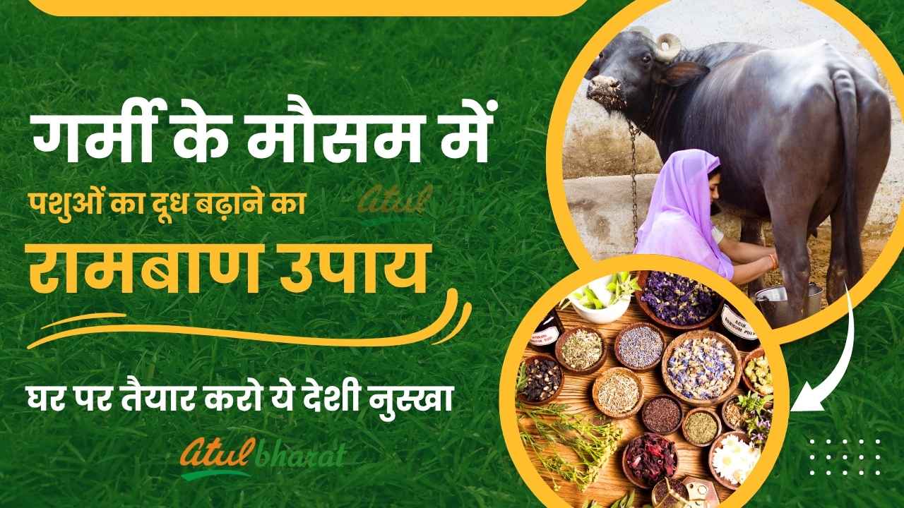 A surefire way to increase milk production in animals in summers, prepare this indigenous recipe at home