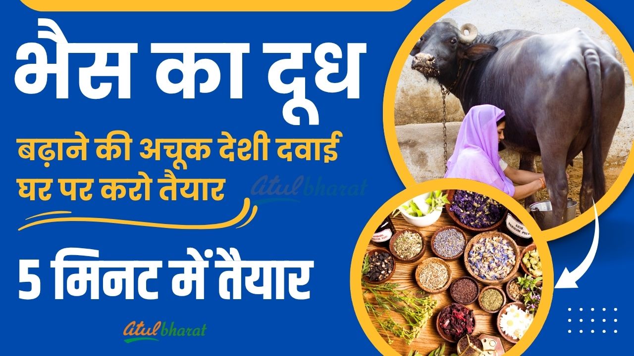 An infallible home remedy to increase buffalo milk, prepare it at home