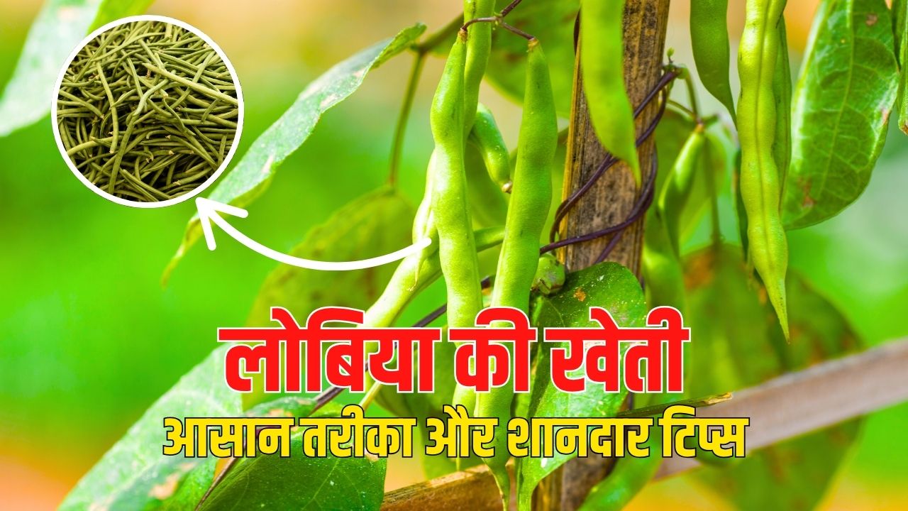 Cowpea Cultivation - Easy Method and Great Tips