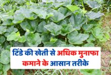 टिंडे की खेती से अधिक मुनाफा कमाने के आसान तरीके