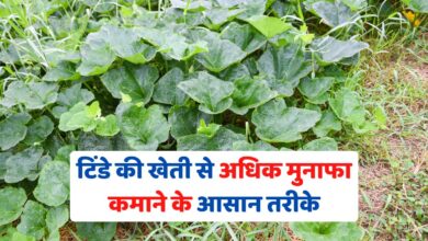 टिंडे की खेती से अधिक मुनाफा कमाने के आसान तरीके