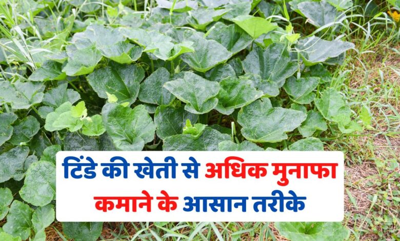 टिंडे की खेती से अधिक मुनाफा कमाने के आसान तरीके