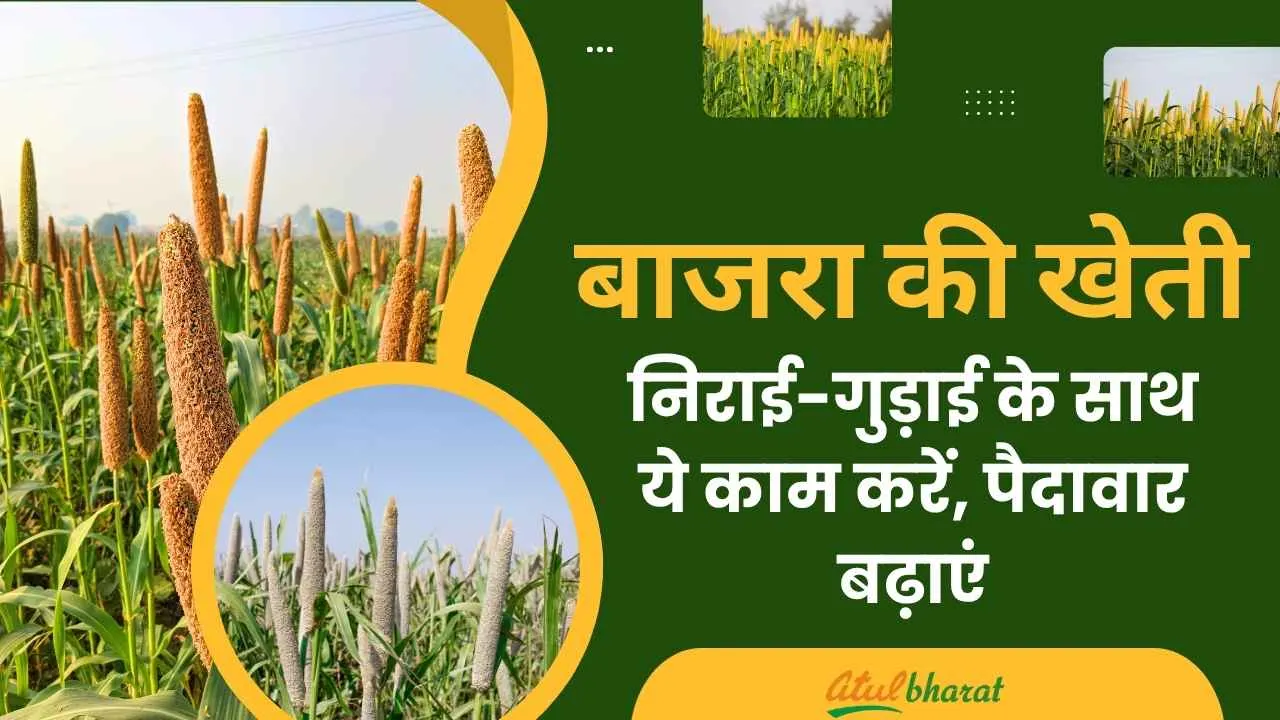 Do this work along with weeding in millet cultivation, increase the yield
