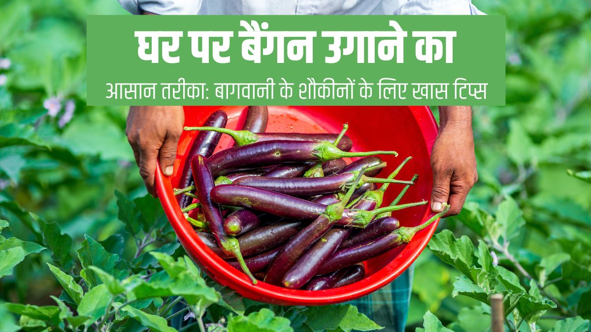 Easy way to grow brinjal at home: Special tips for gardening enthusiasts