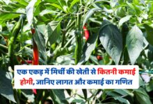 एक एकड़ में मिर्ची की खेती से कितनी कमाई होगी, जानिए लागत और कमाई का गणित