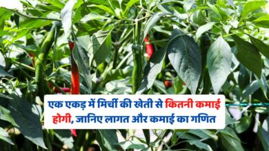 एक एकड़ में मिर्ची की खेती से कितनी कमाई होगी, जानिए लागत और कमाई का गणित
