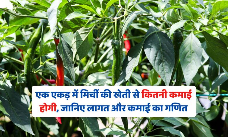 एक एकड़ में मिर्ची की खेती से कितनी कमाई होगी, जानिए लागत और कमाई का गणित
