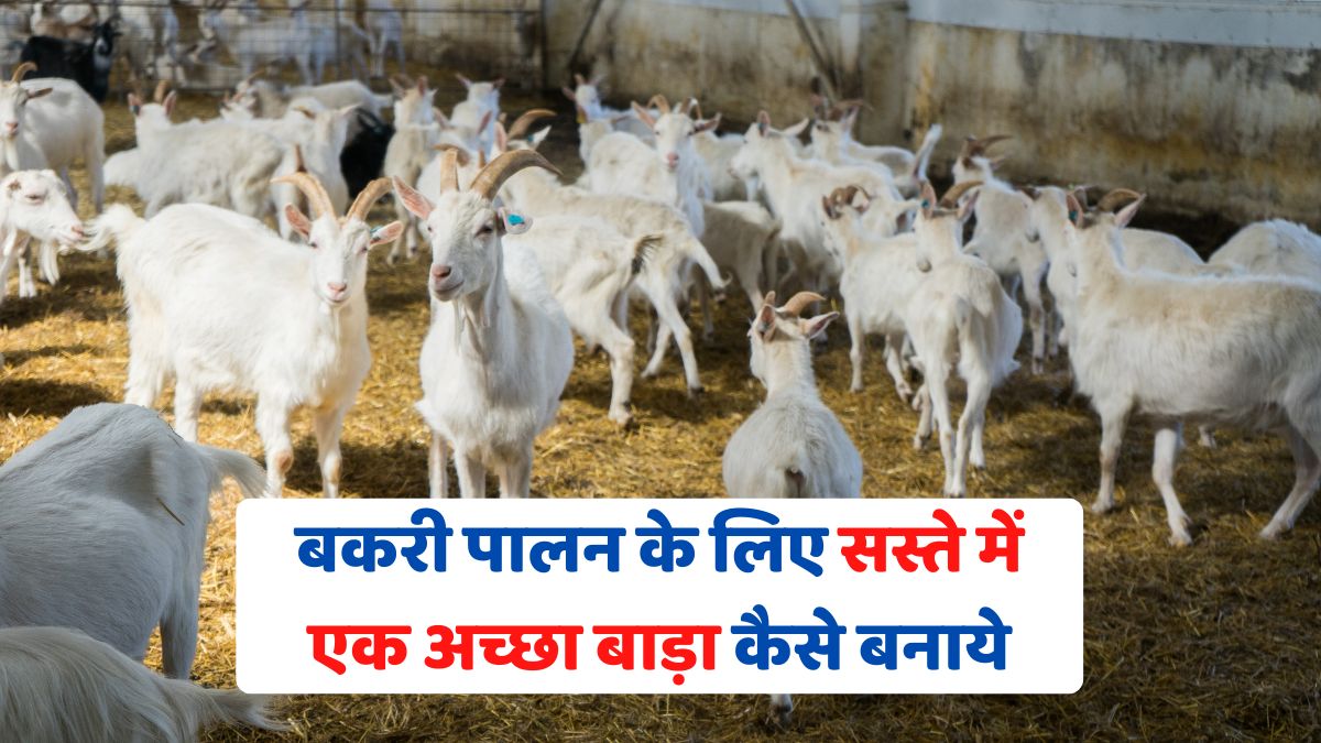 बकरी पालन के लिए सस्ते में एक अच्छा बाड़ा कैसे बनाये