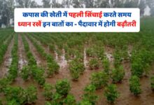 कपास की खेती में पहली सिंचाई करते समय ध्यान रखें इन बातों का - पैदावार में होगी बढ़ौतरी