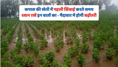 कपास की खेती में पहली सिंचाई करते समय ध्यान रखें इन बातों का - पैदावार में होगी बढ़ौतरी