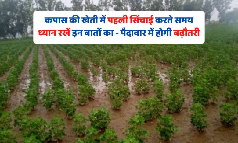 कपास की खेती में पहली सिंचाई करते समय ध्यान रखें इन बातों का - पैदावार में होगी बढ़ौतरी