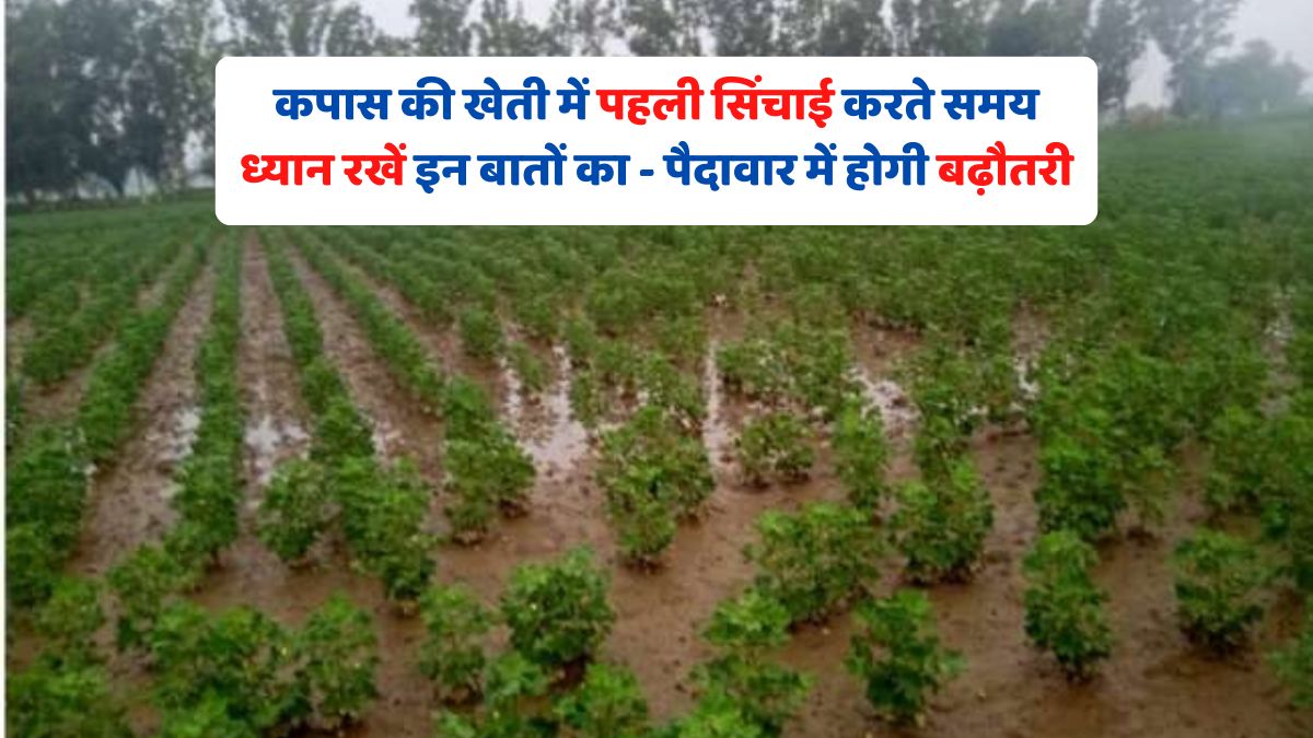 कपास की खेती में पहली सिंचाई करते समय ध्यान रखें इन बातों का - पैदावार में होगी बढ़ौतरी