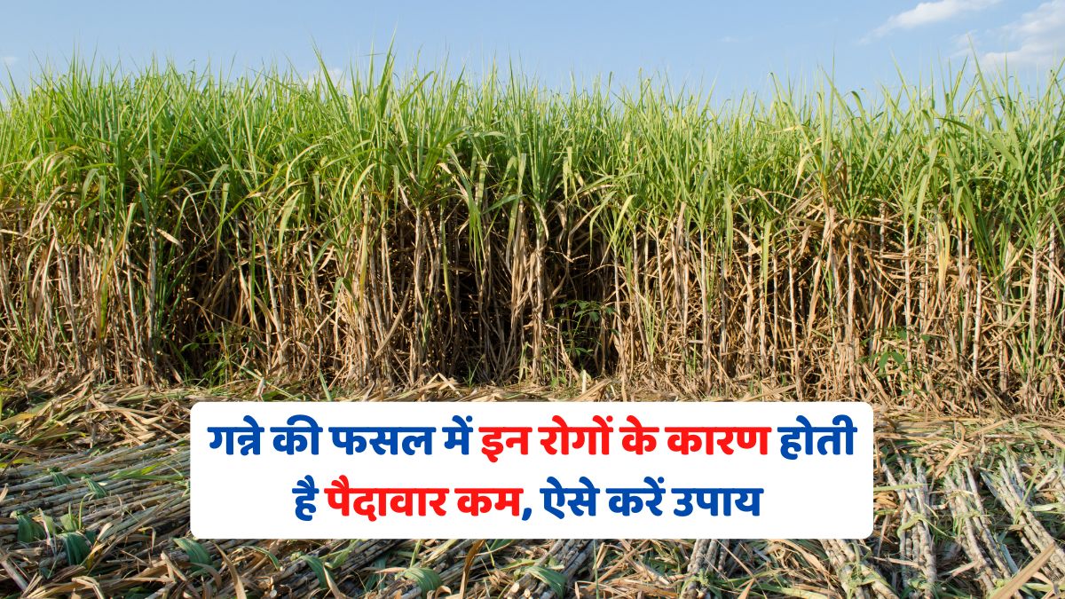 These diseases cause low yield in sugarcane crop, take these measures
