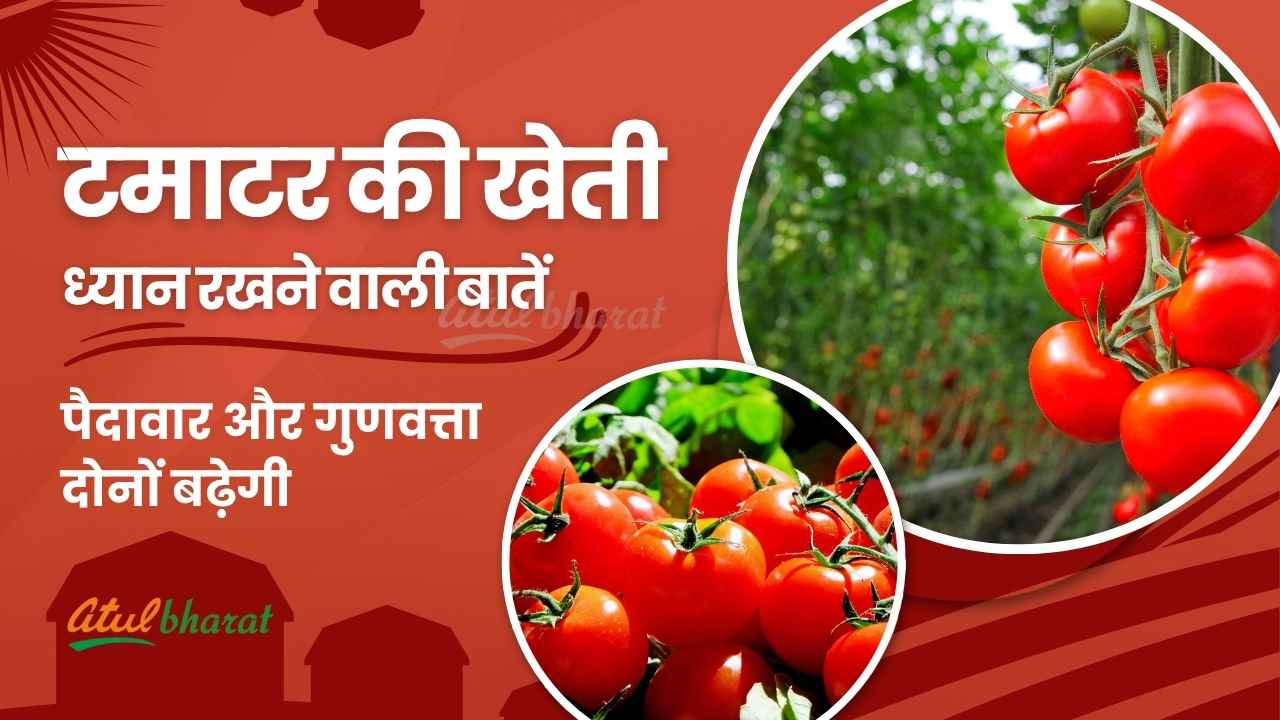 Things to keep in mind while cultivating tomatoes, both yield and quality will increase