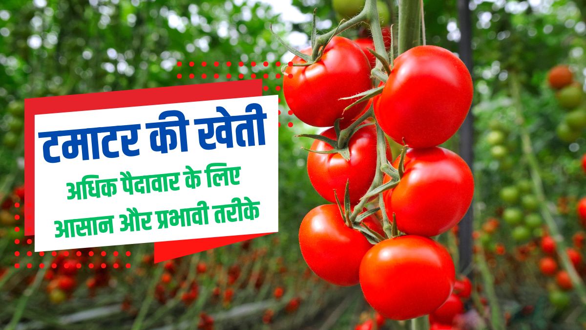 अधिक पैदावार के लिए आसान और प्रभावी तरीके