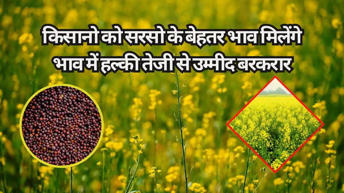sarso mandi bhav